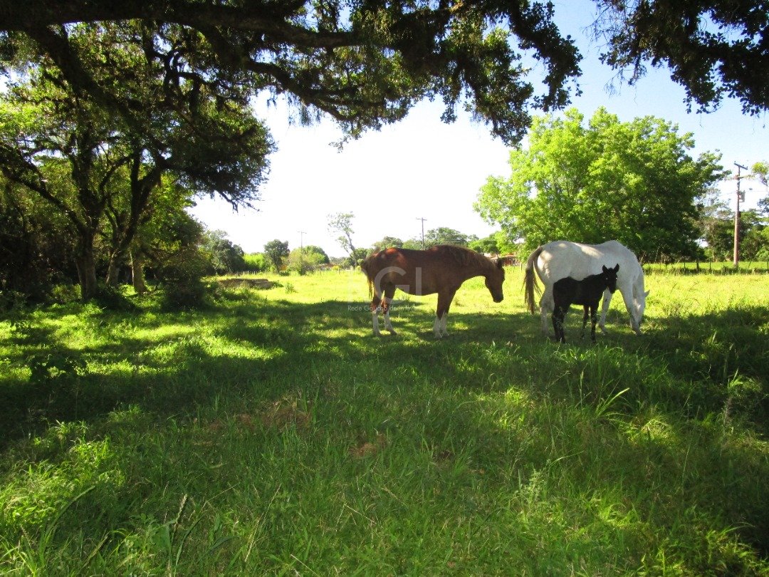 Terreno à venda, 200000m² - Foto 12